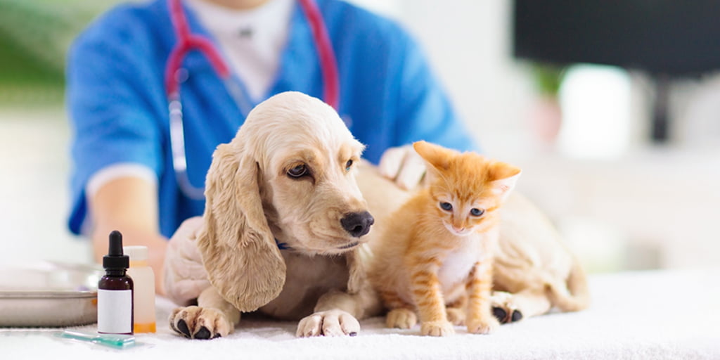 Pet Insurance For Pet Owners